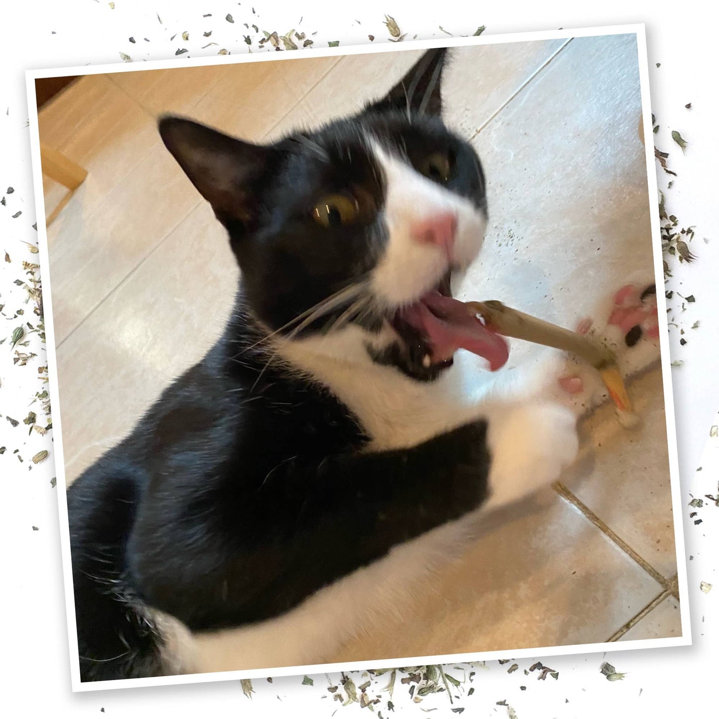 Meowijuana King Catnibas Joints