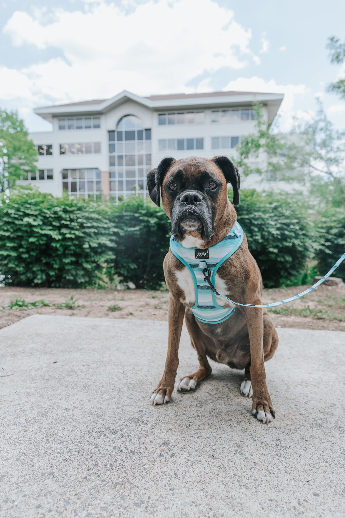 Dog Two Piece Bundle - Barks & Caicos