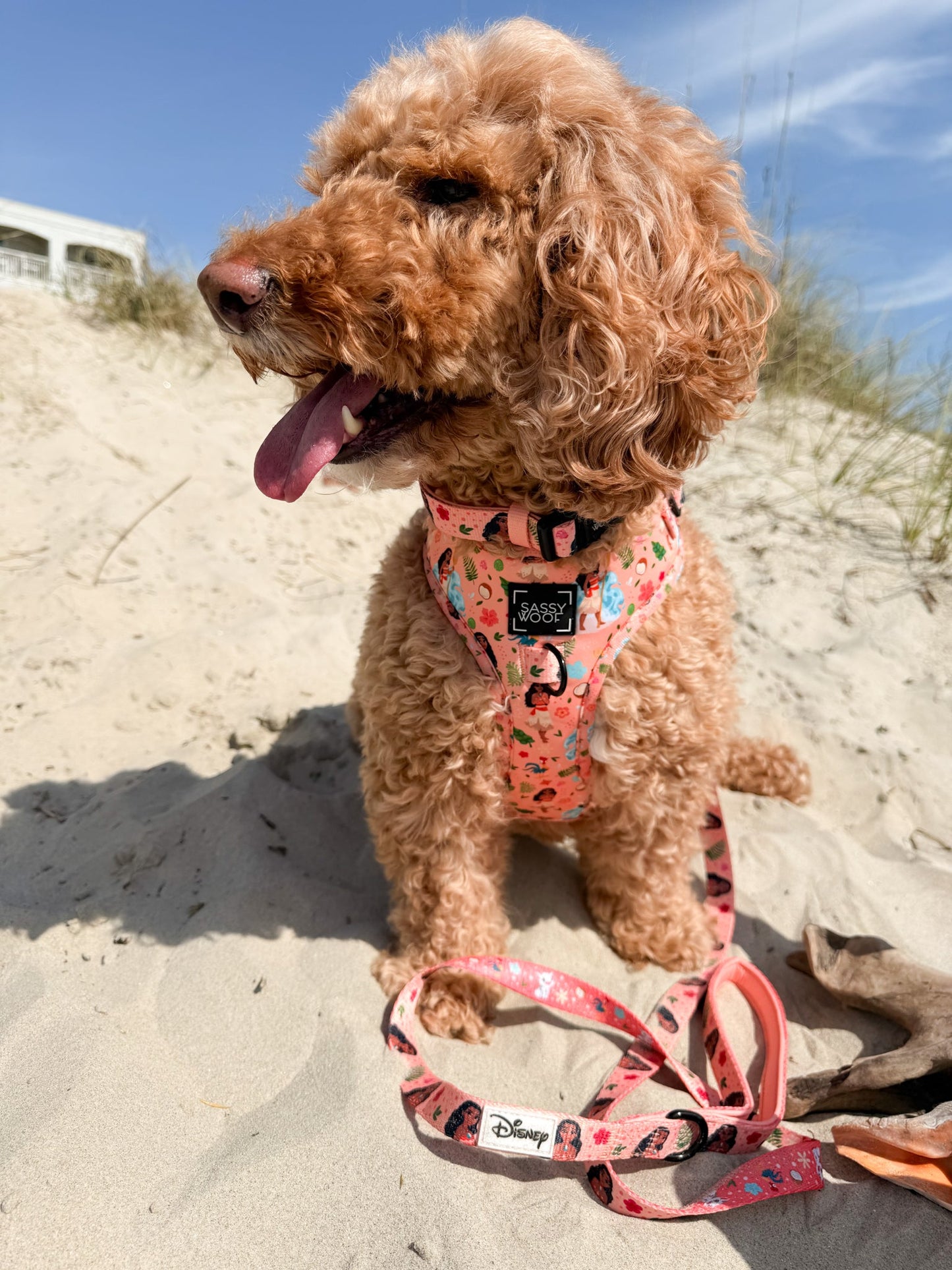 Dog Leash - Disney's Moana