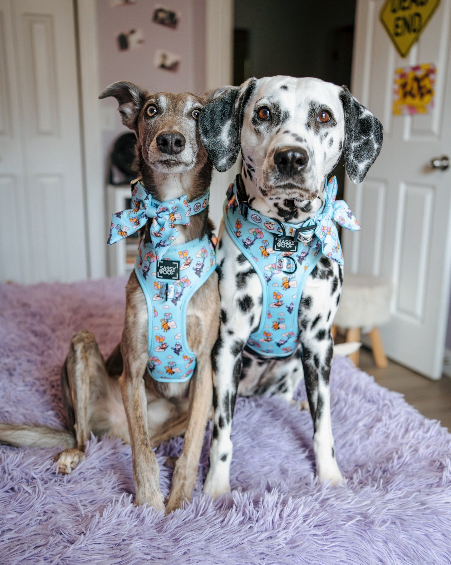 Dog Adjustable Harness - Disney and Pixar's Up