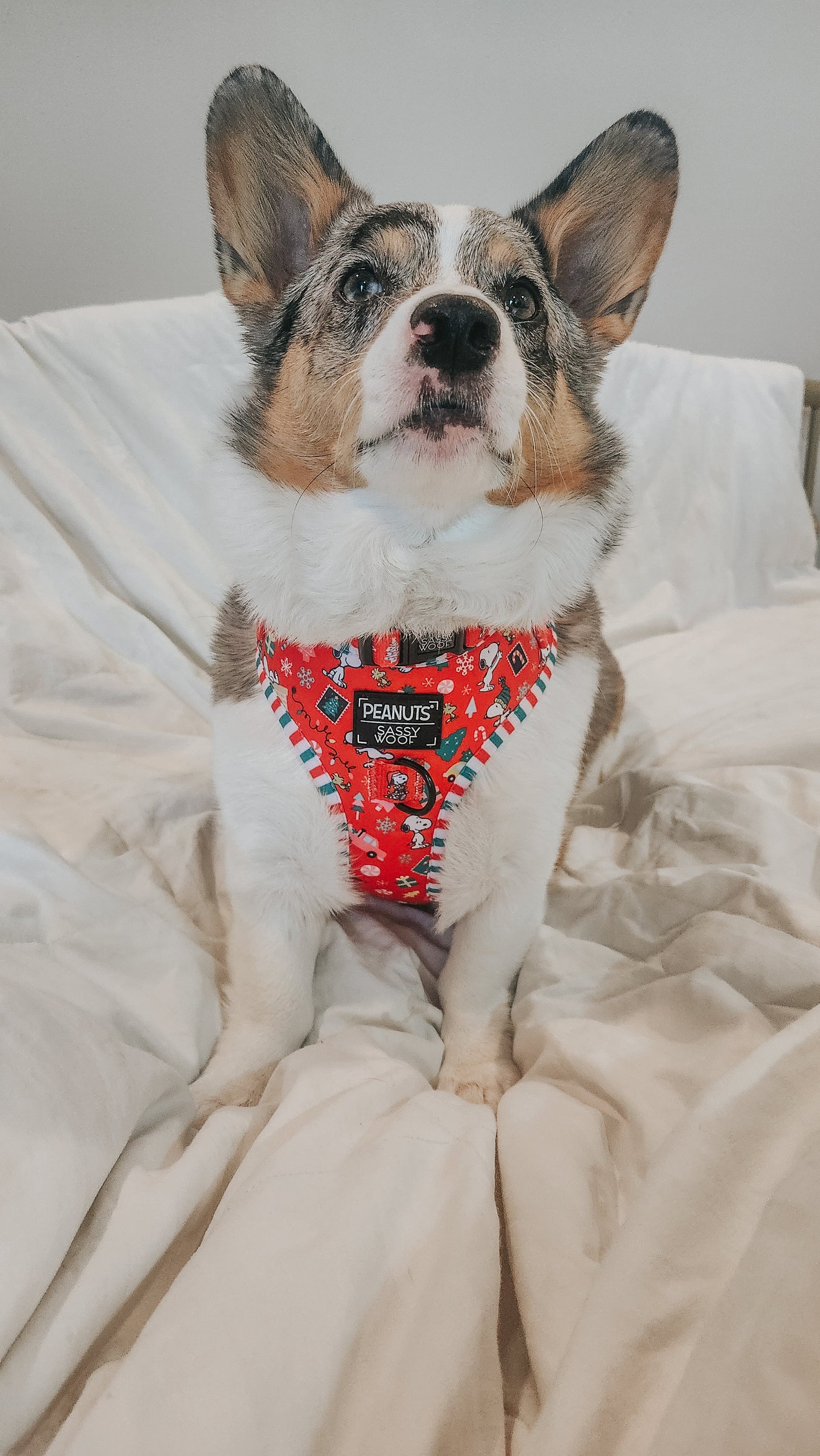 Dog Two Piece Bundle - Peanuts™ Beagle Bells