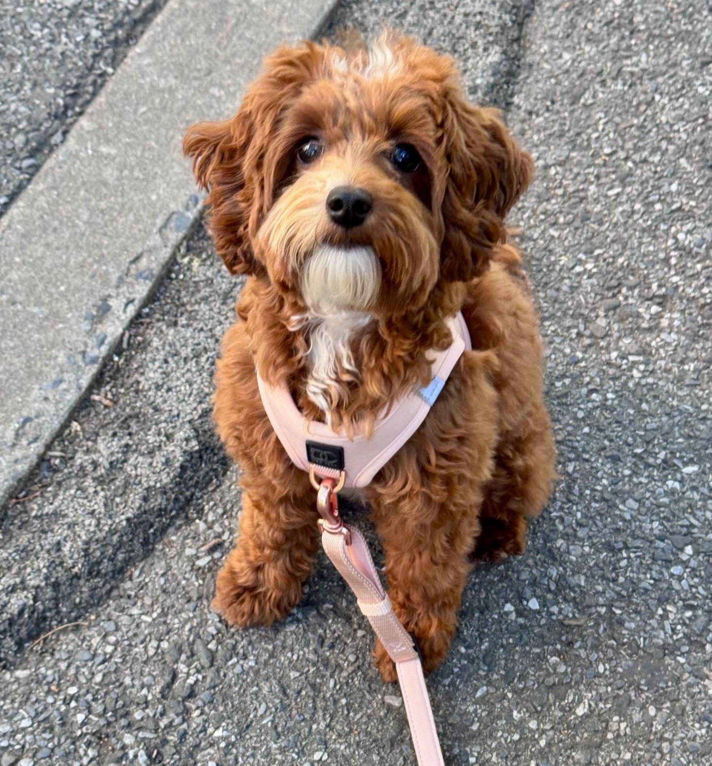 Doodle Couture, New York - Secure-In-Place Dog Leash - Blush