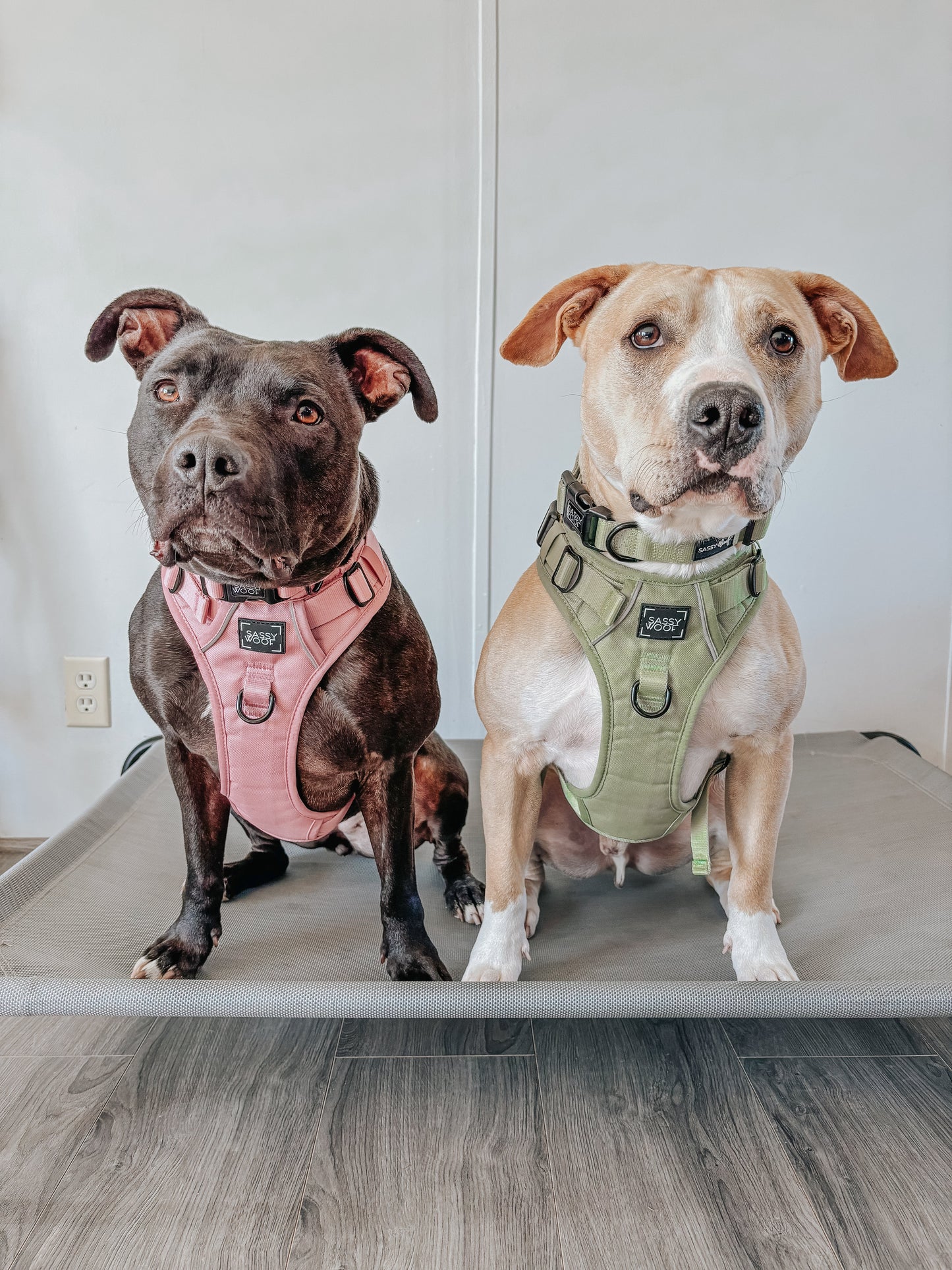 Dog Collar - Matcha
