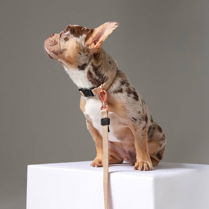 Doodle Couture, New York - Secure-In-Place Dog Leash - Dune