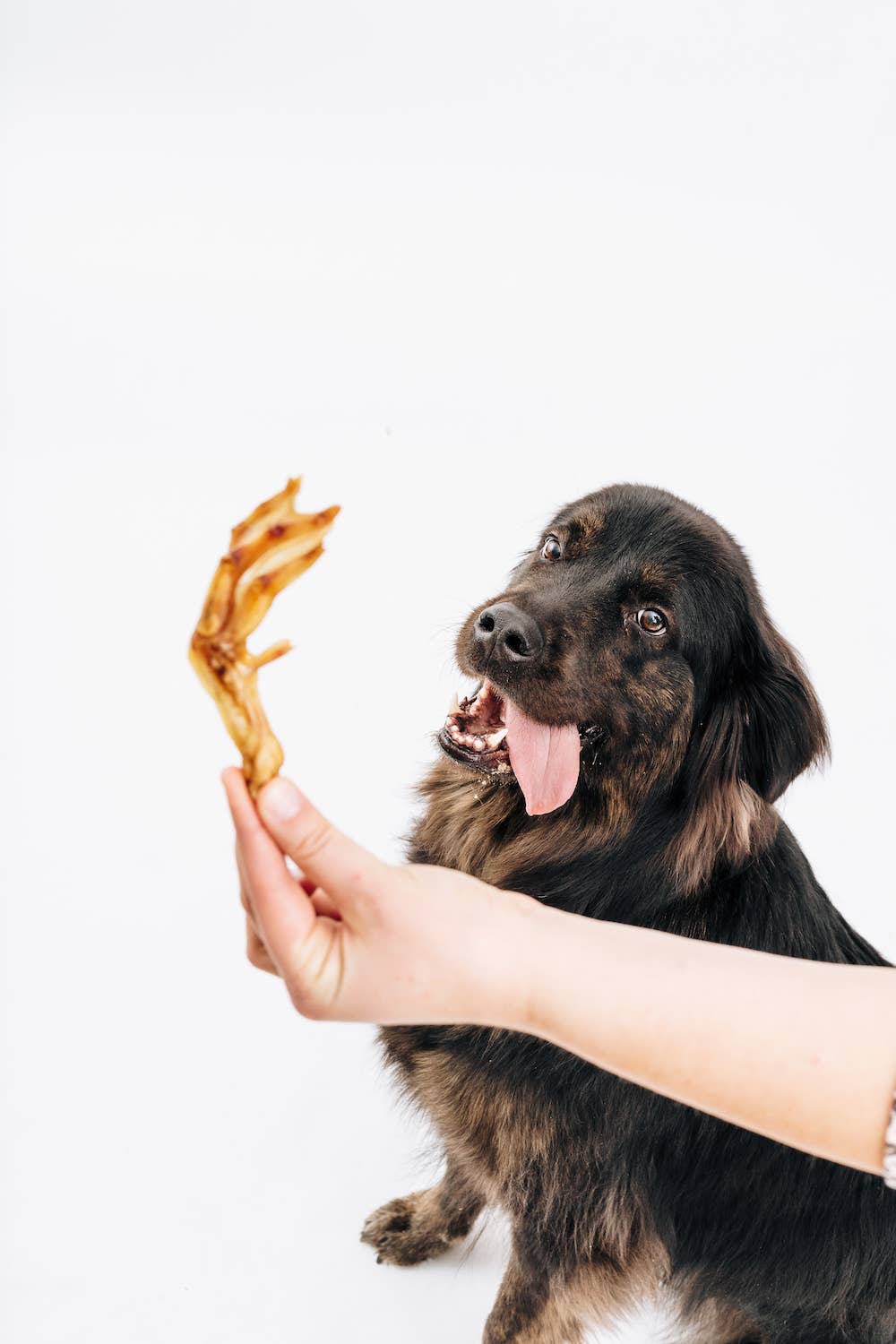 Jojo Modern Pets - Duck Feet Dog Treats - Single-Ingredient Chews (25/case)