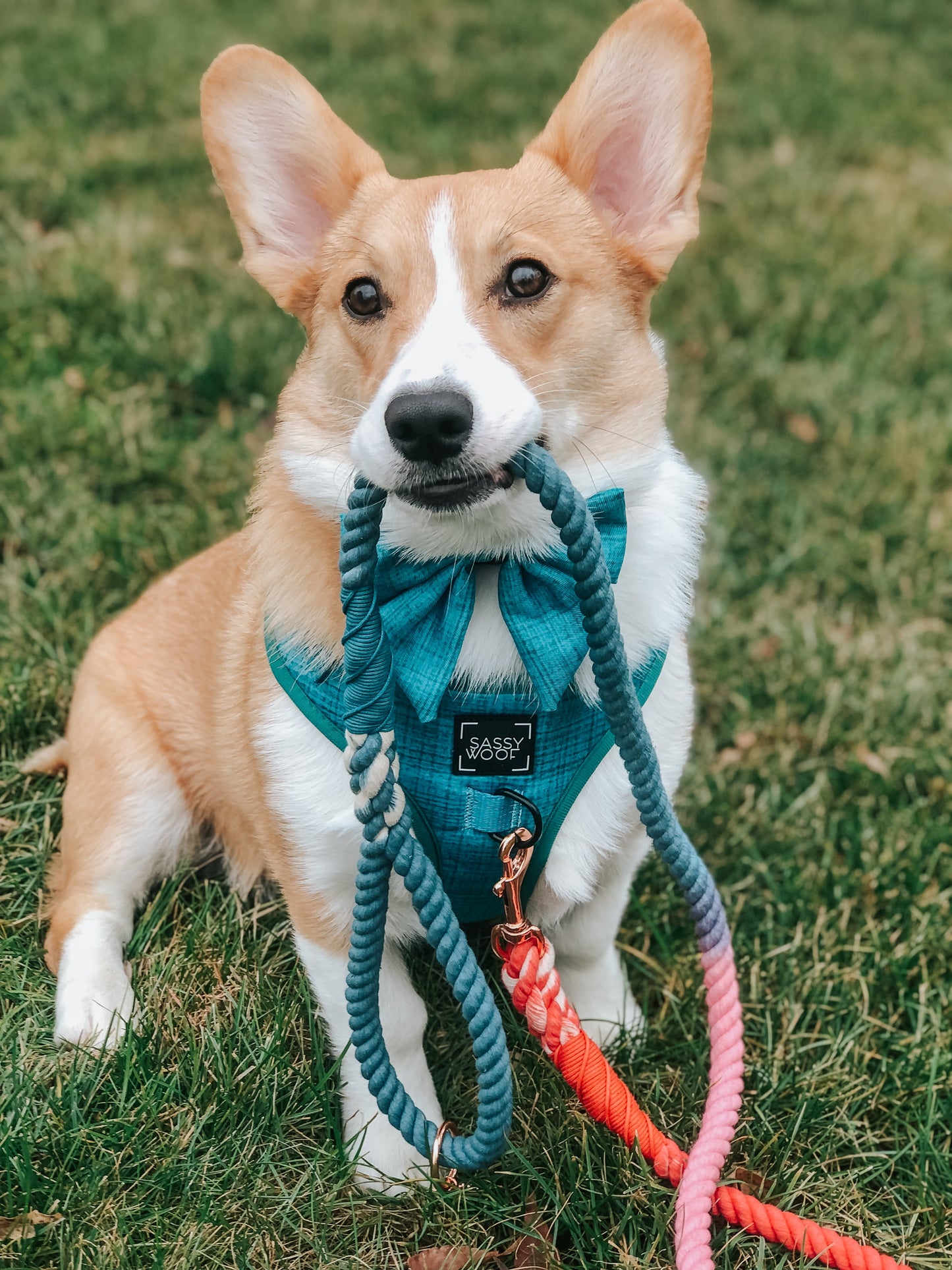 Dog Sailor Bow - Napa