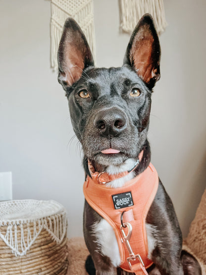 Dog Adjustable Harness - Apple Cider