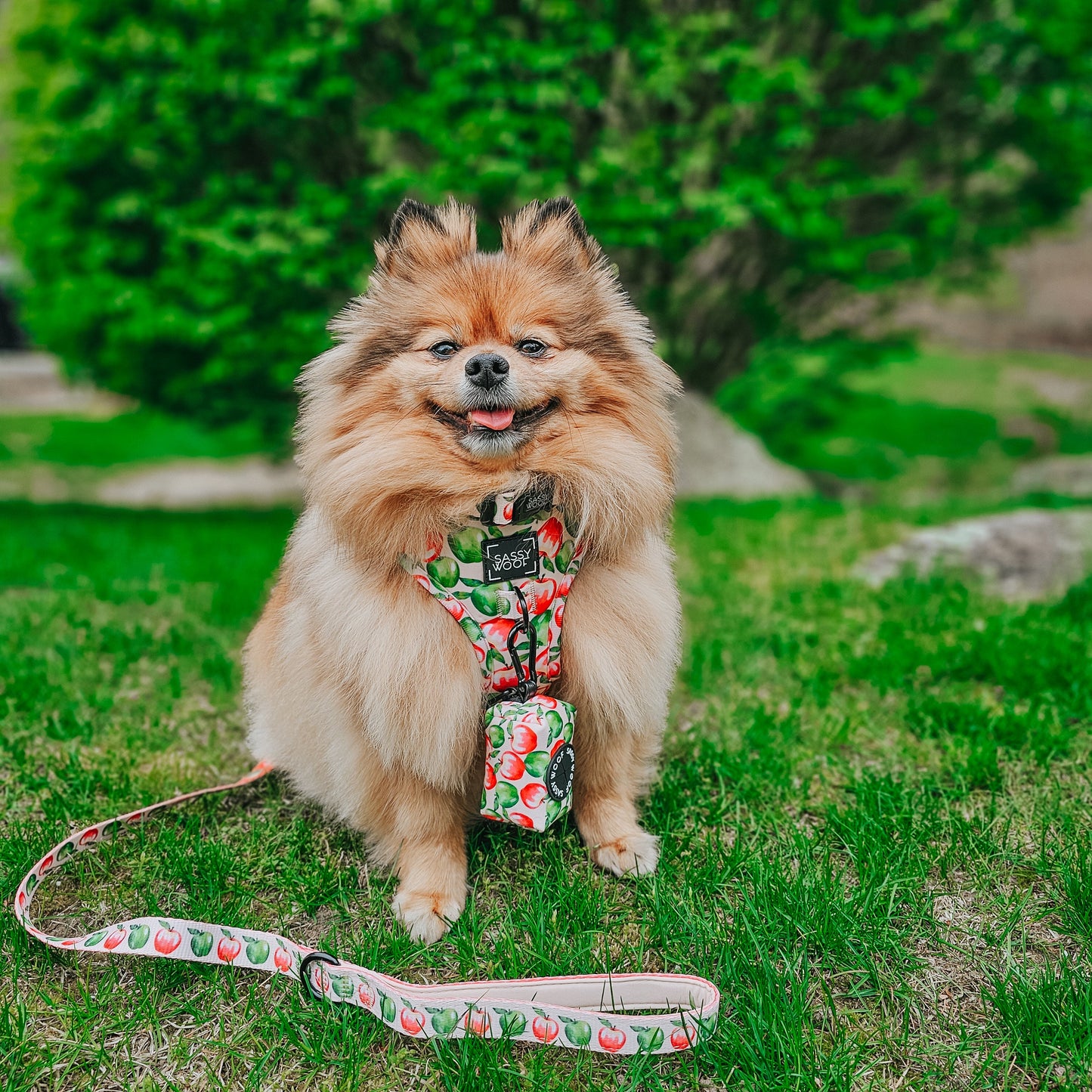 Dog Two Piece Bundle -  Apple of My Eye
