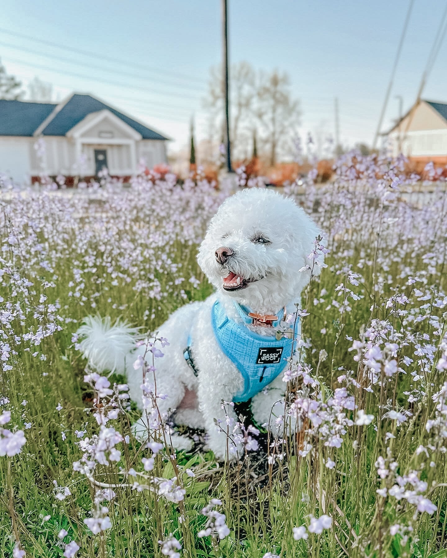 Dog Two Piece Bundle - Blumond