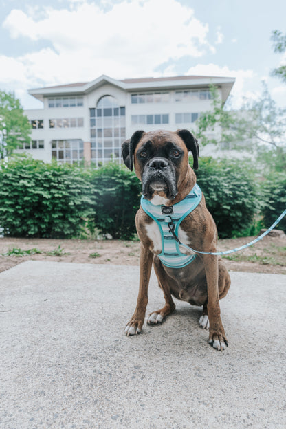Dog Two Piece Bundle - Barks & Caicos