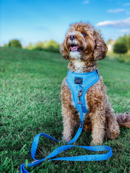 Dog Two Piece Bundle - Blumond