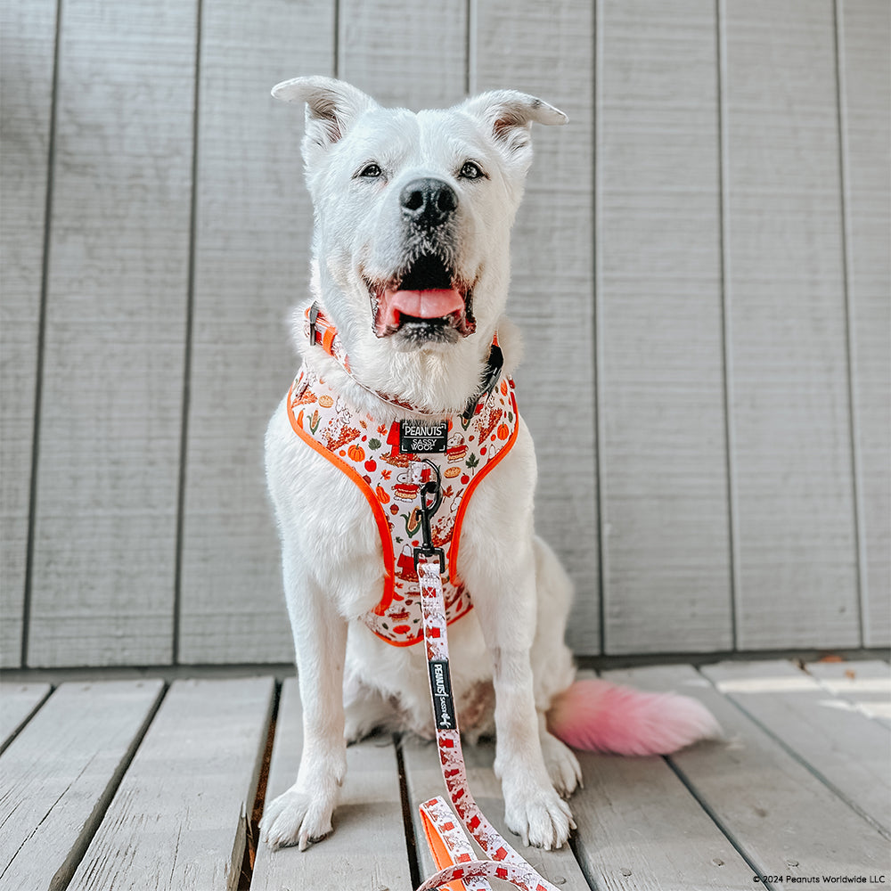 Dog Four Piece Bundle - Peanuts™ Harvest