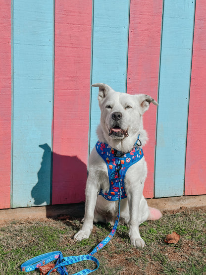 Dog Collar - Blue's Clues™