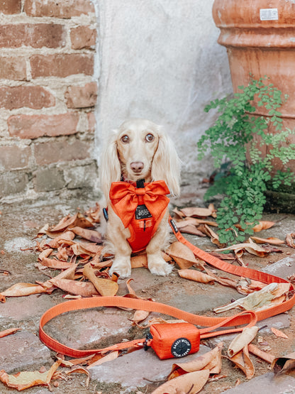 Dog Four Piece Bundle - Foxy