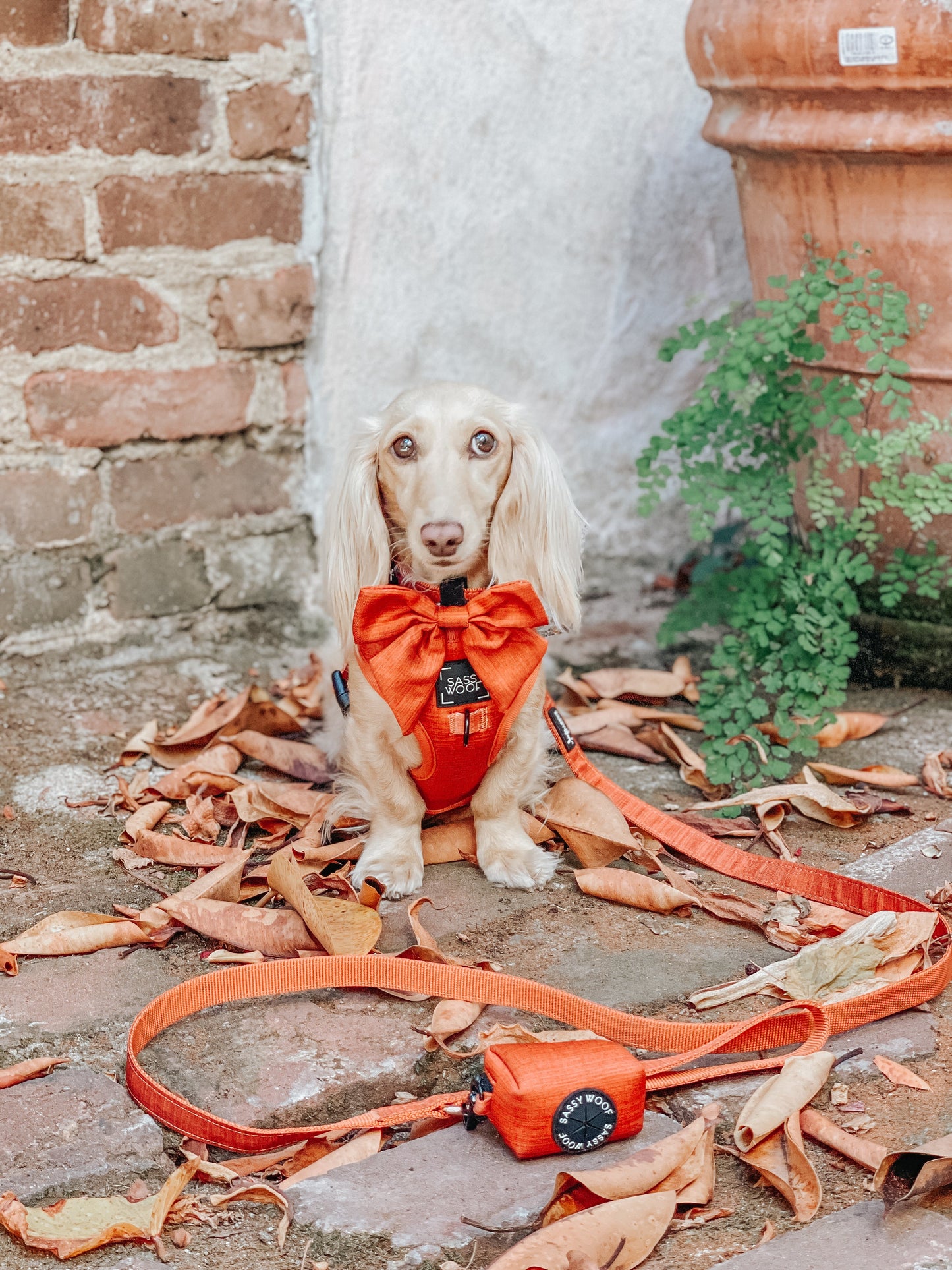 Dog Sailor Bow - Foxy