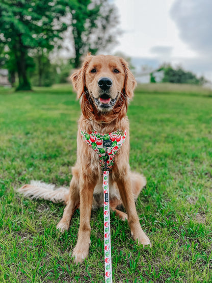 Dog Two Piece Bundle -  Apple of My Eye