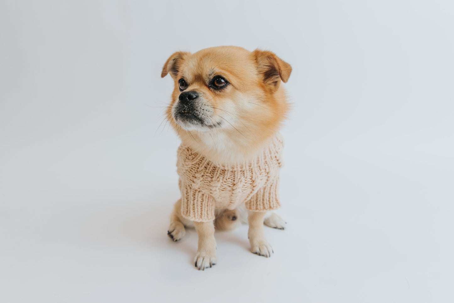 Pet Cable Knit Sweater - Beige
