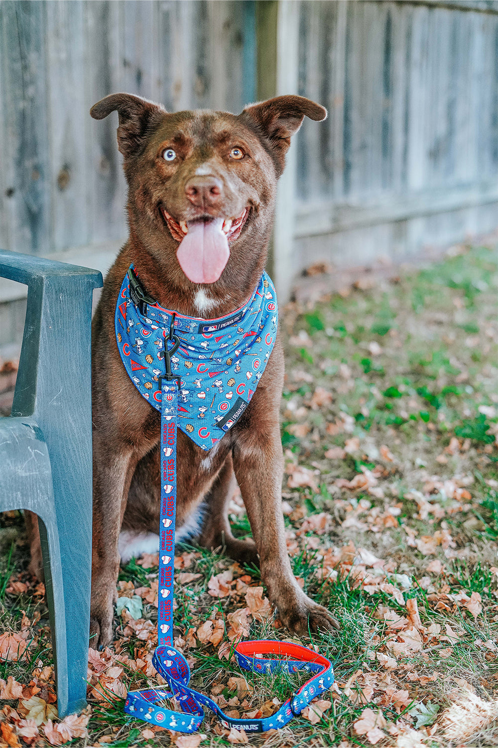Dog Bandana - MLB™ x Peanuts™ Chicago Cubs™