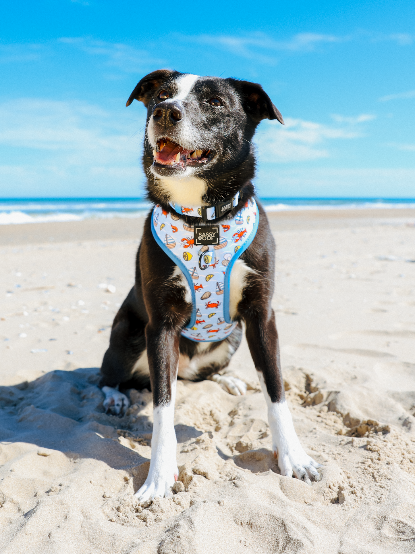 Dog Two Piece Bundle - Coastal Cuties