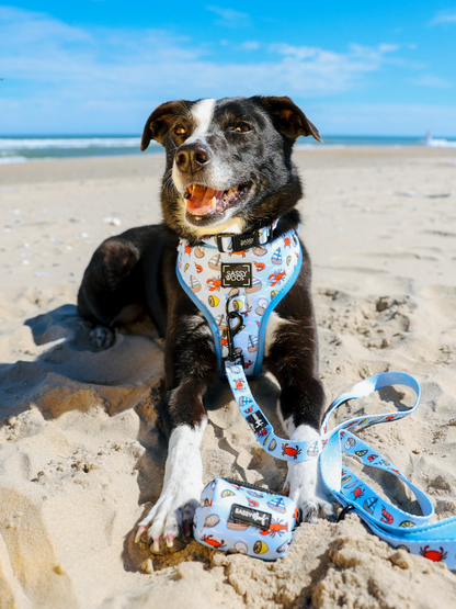 Dog Three Piece Bundle - Coastal Cuties