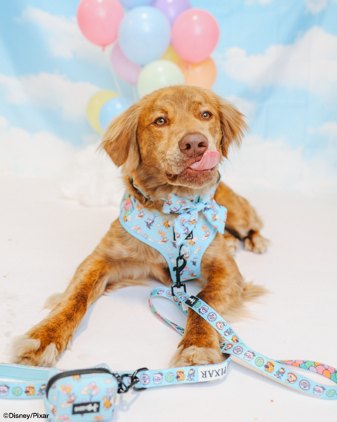 Dog Collar - Disney and Pixar's Up
