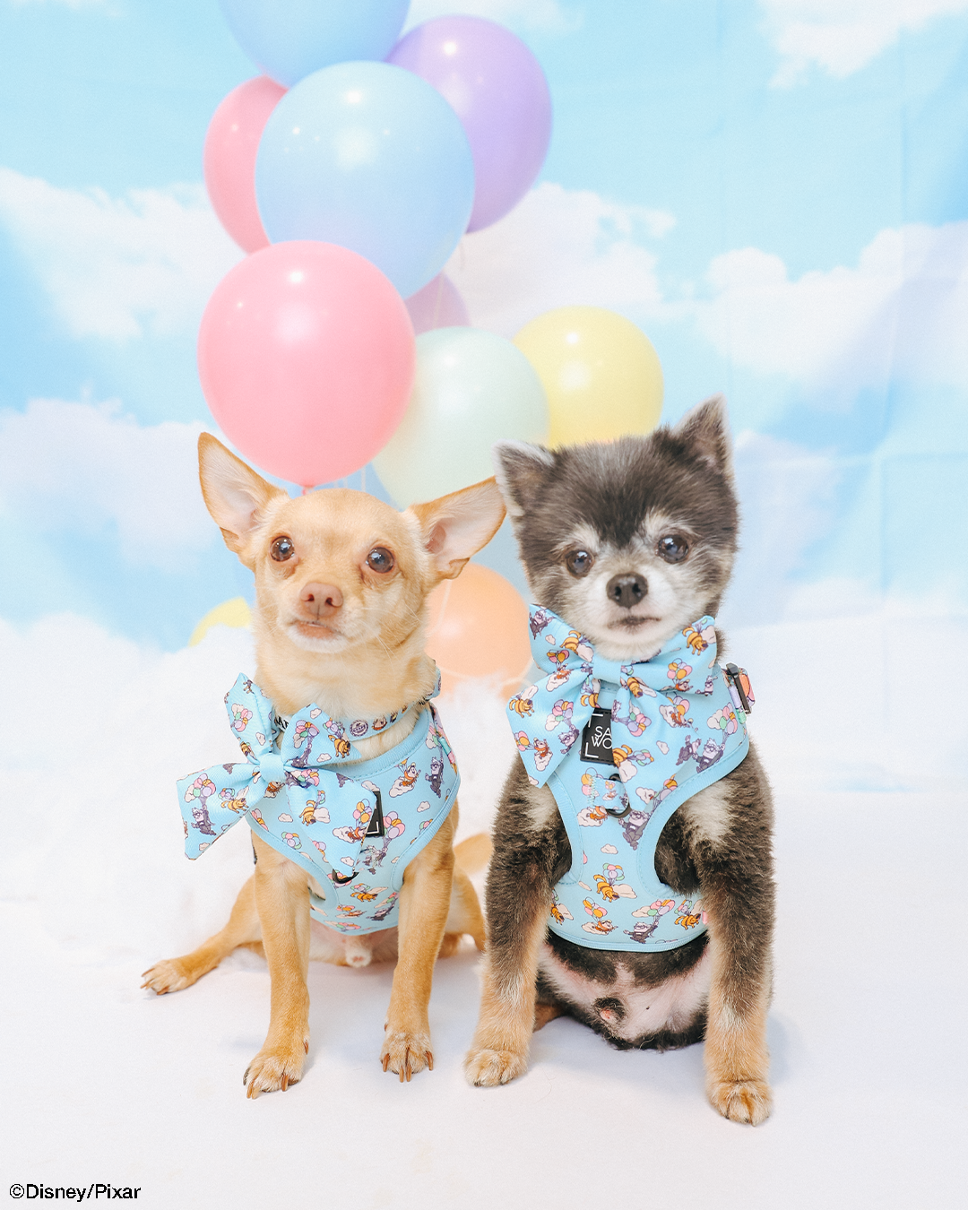 Dog Collar - Disney and Pixar's Up