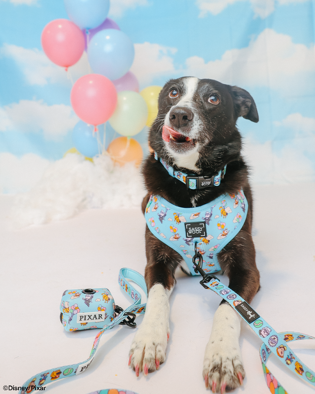 Dog Collar Three Piece Bundle - Disney and Pixar's Up