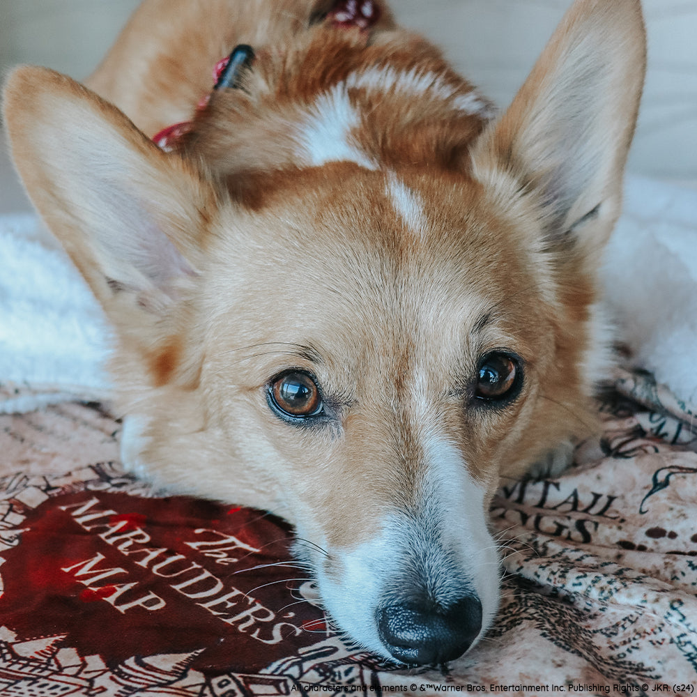 Pet Blanket - Harry Potter™ Marauder's Map™