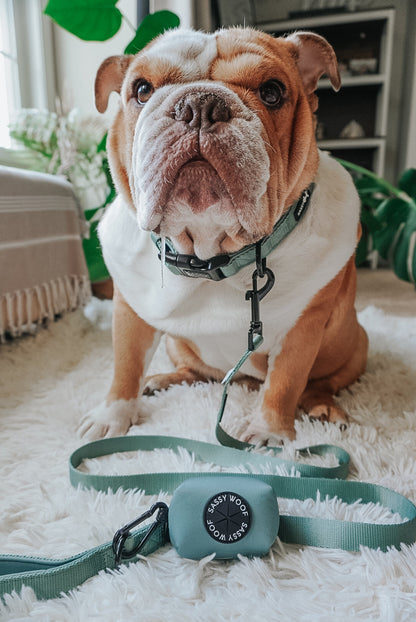 Dog Collar Three Piece Bundle - Sage