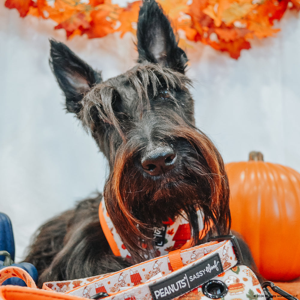 Dog Four Piece Bundle - Peanuts™ Harvest