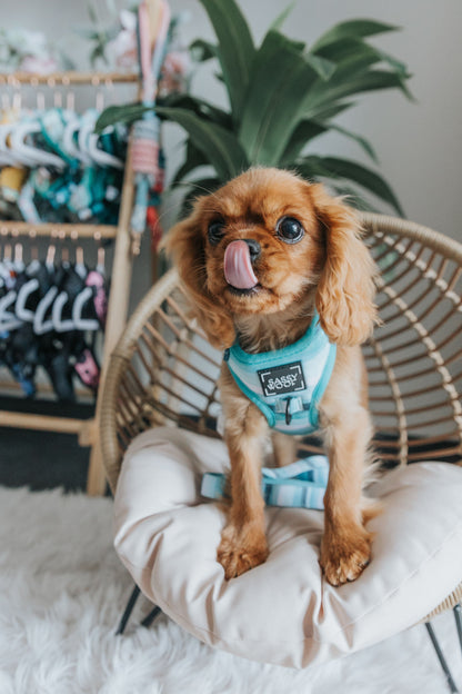 Dog Two Piece Bundle - Barks & Caicos