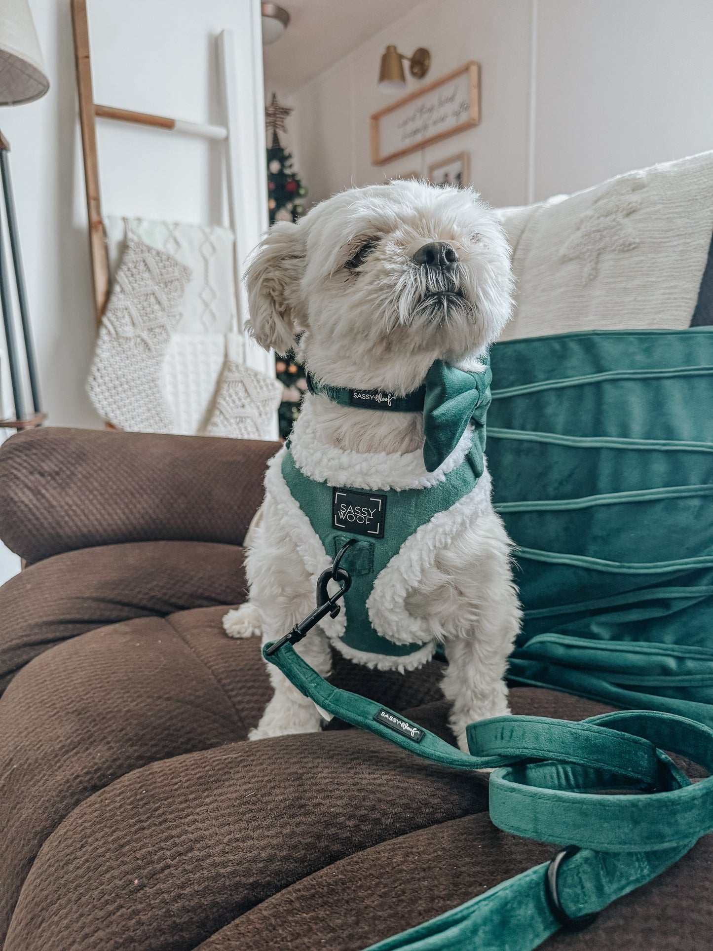 Dog Two Piece Bundle - Nice
