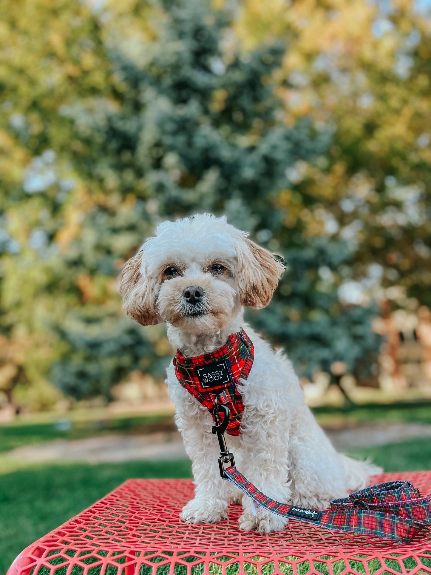 Dog Four Piece Bundle - Deck the Paws