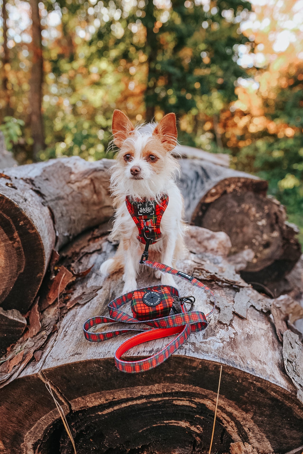 Dog Four Piece Bundle - Deck the Paws