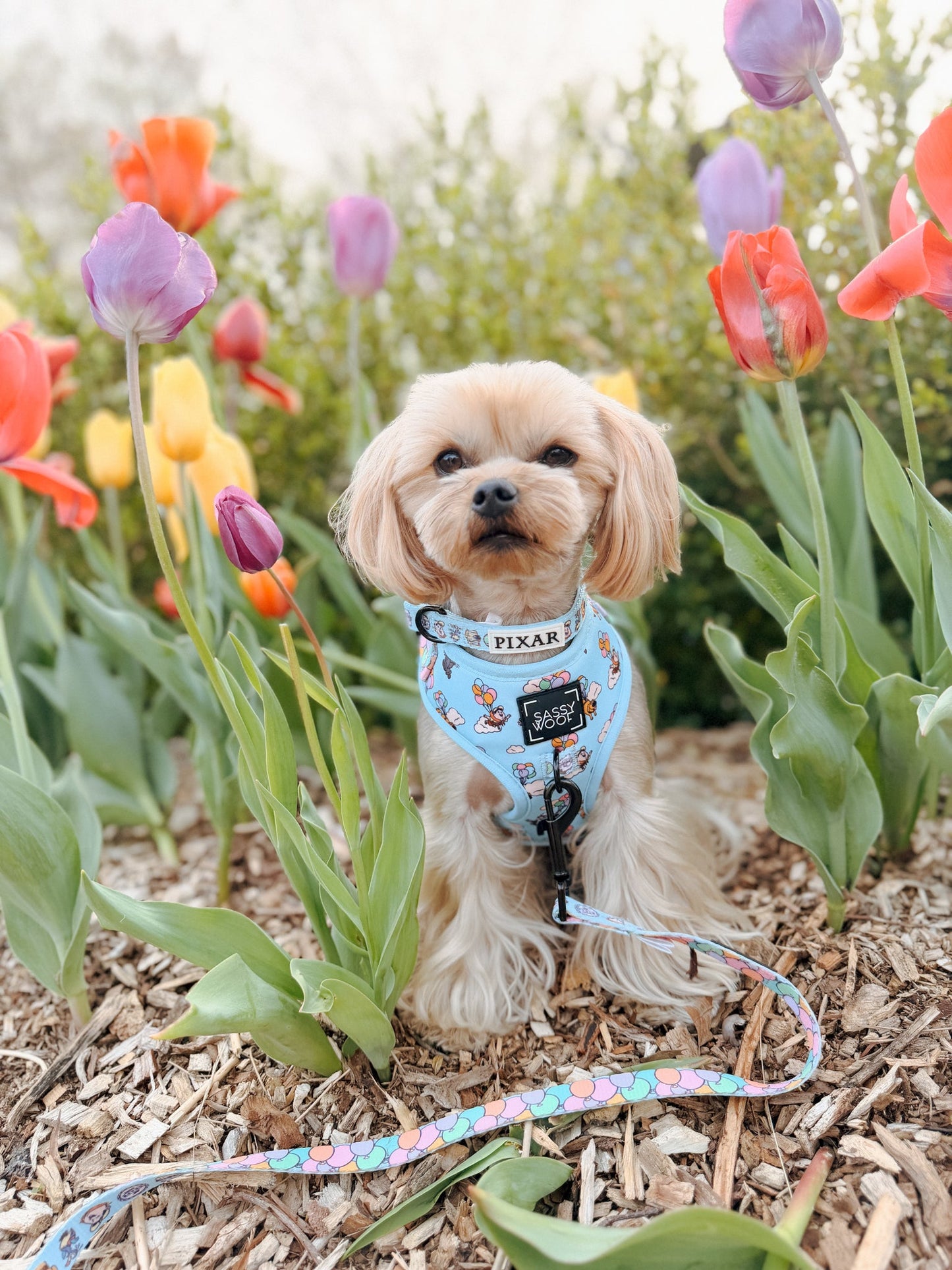 Dog Adjustable Harness - Disney and Pixar's Up