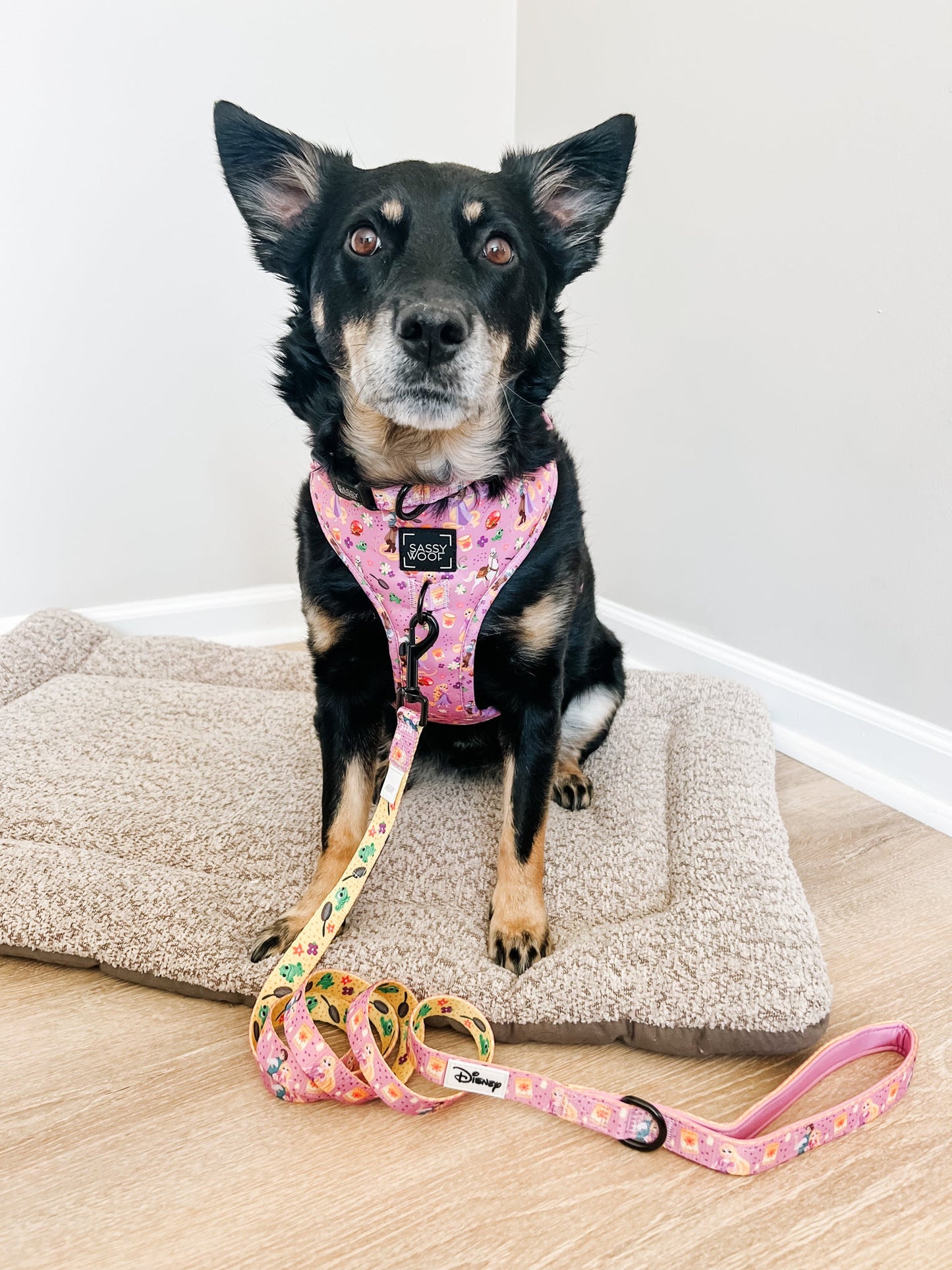 Dog Leash - Disney's Rapunzel