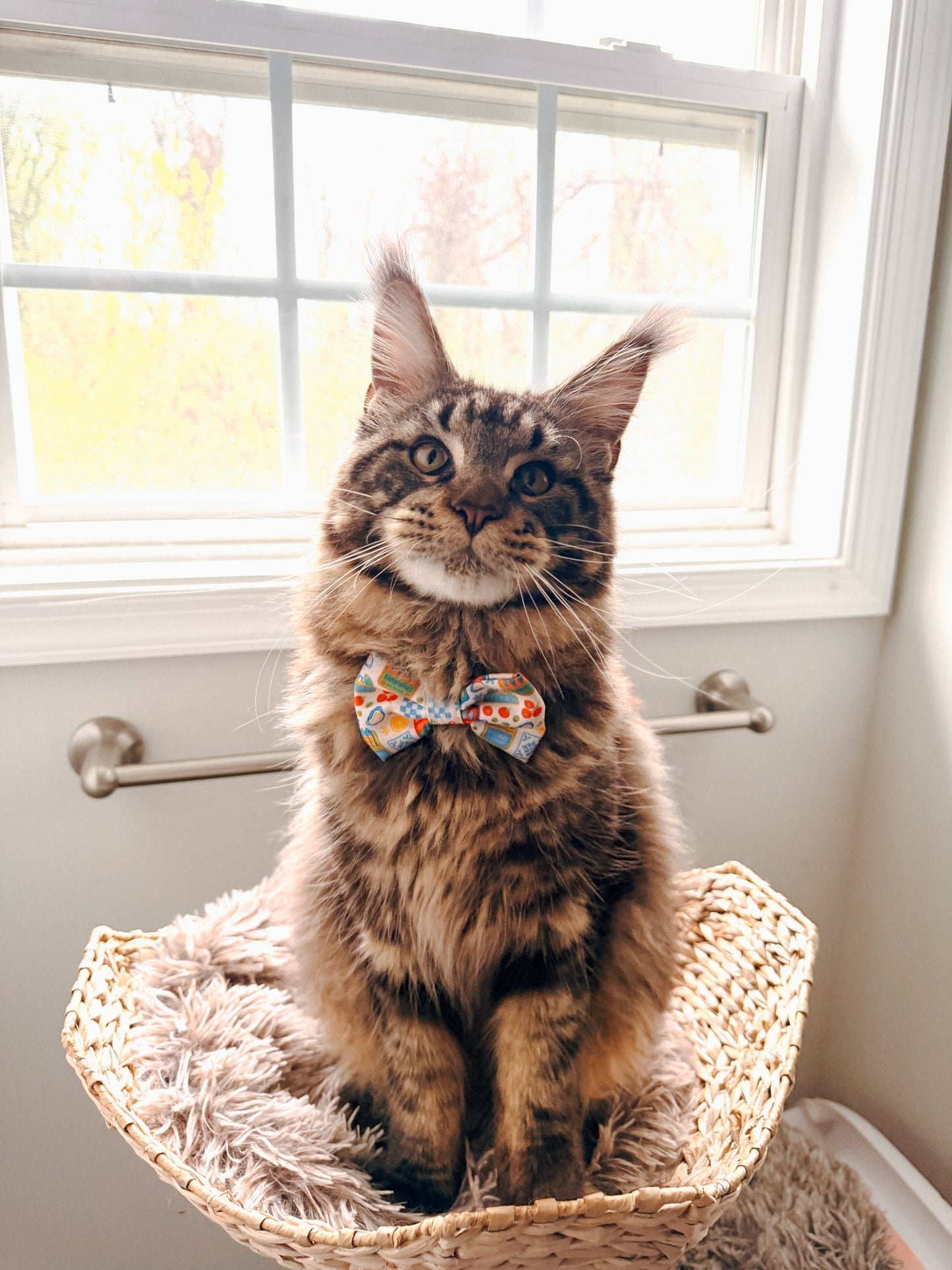Cat Collar - Portofino