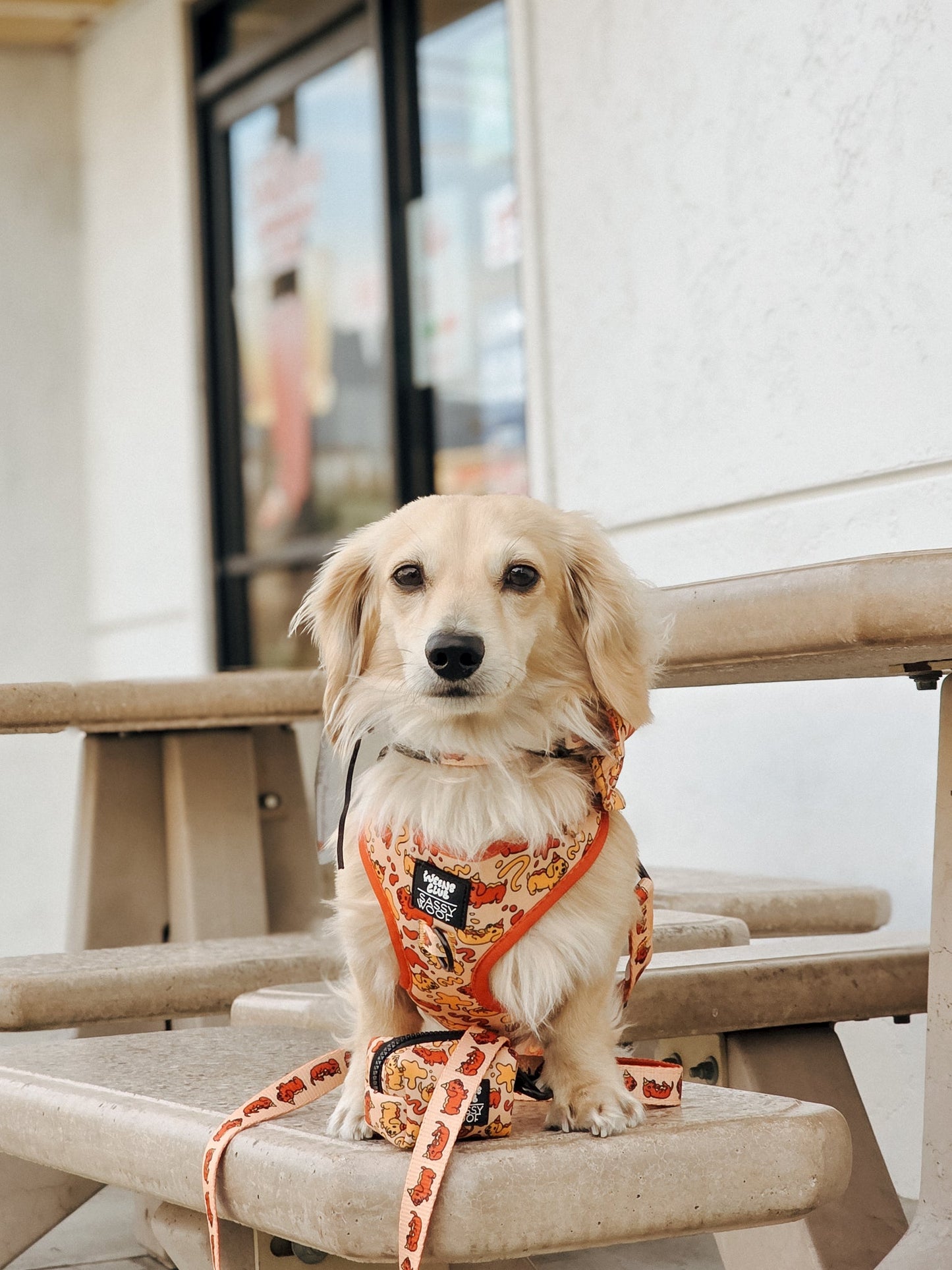 Dog Leash - Hot Dawg