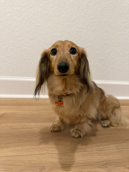 Dog Collar - Hot Dawg
