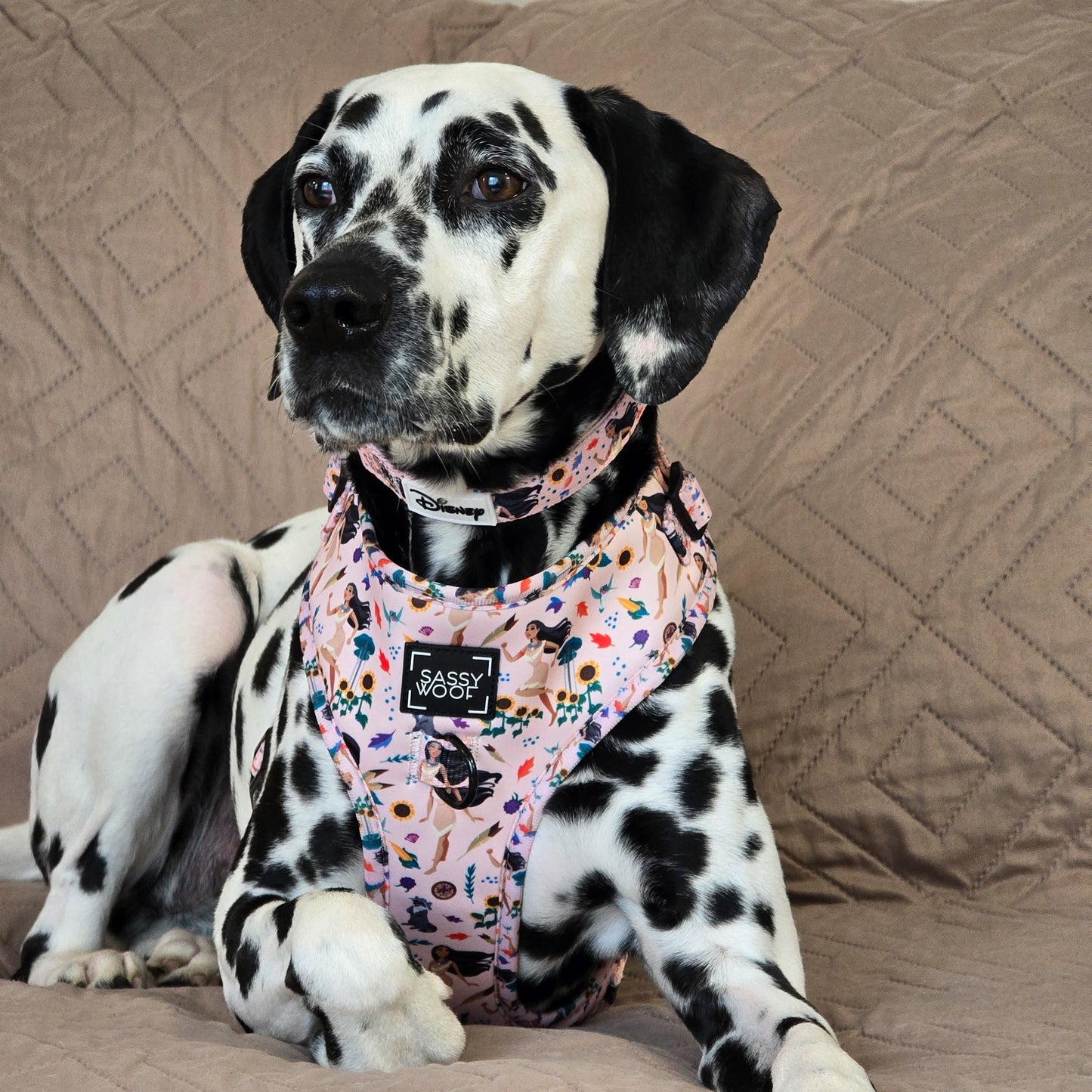 Dog Two Piece Bundle - Disney's Pocahontas