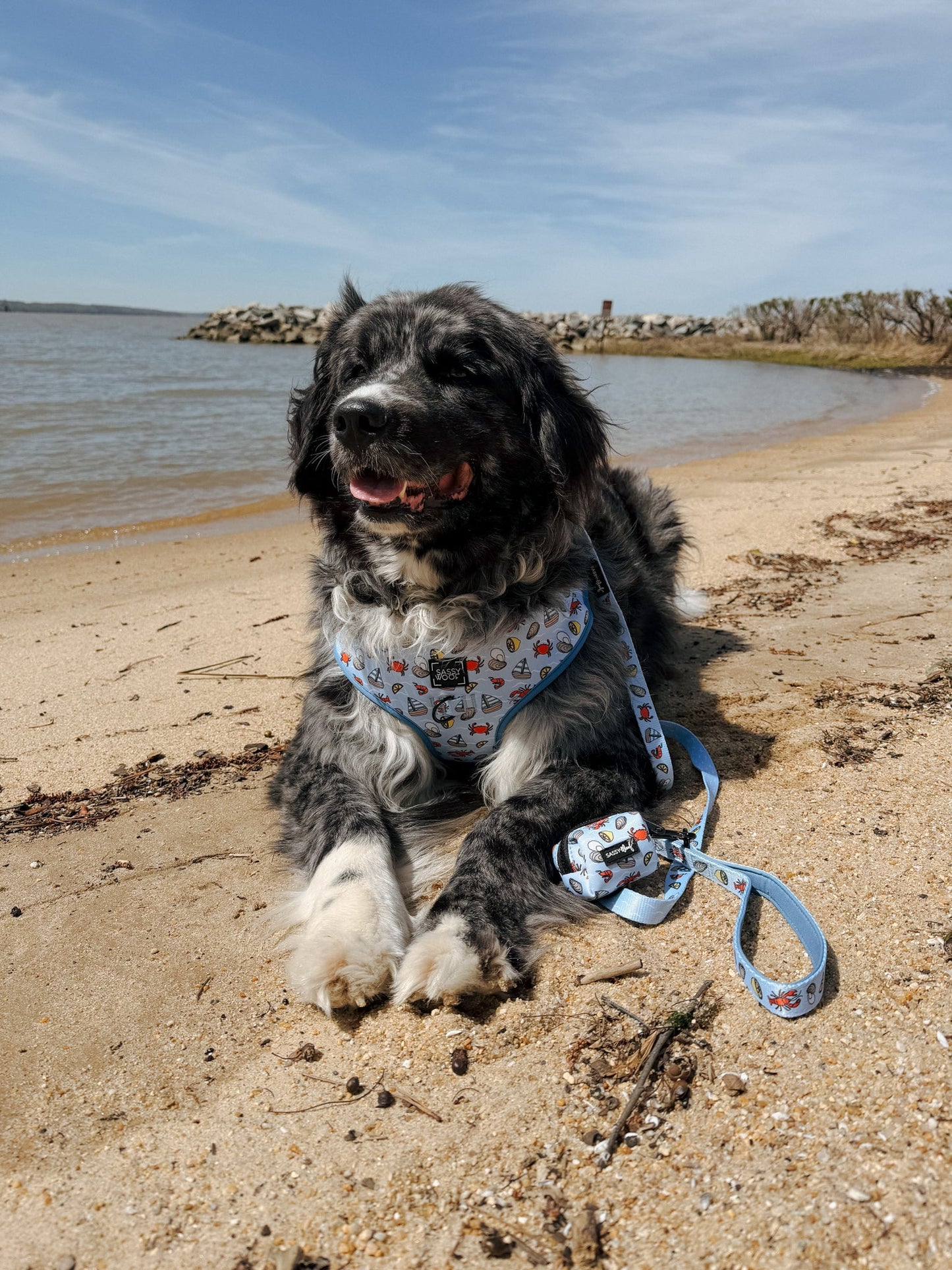 Dog Two Piece Bundle - Coastal Cuties
