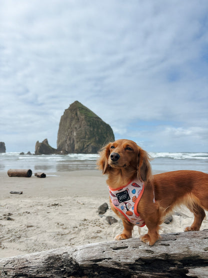 Dog Adjustable Harness - Shell Yeah