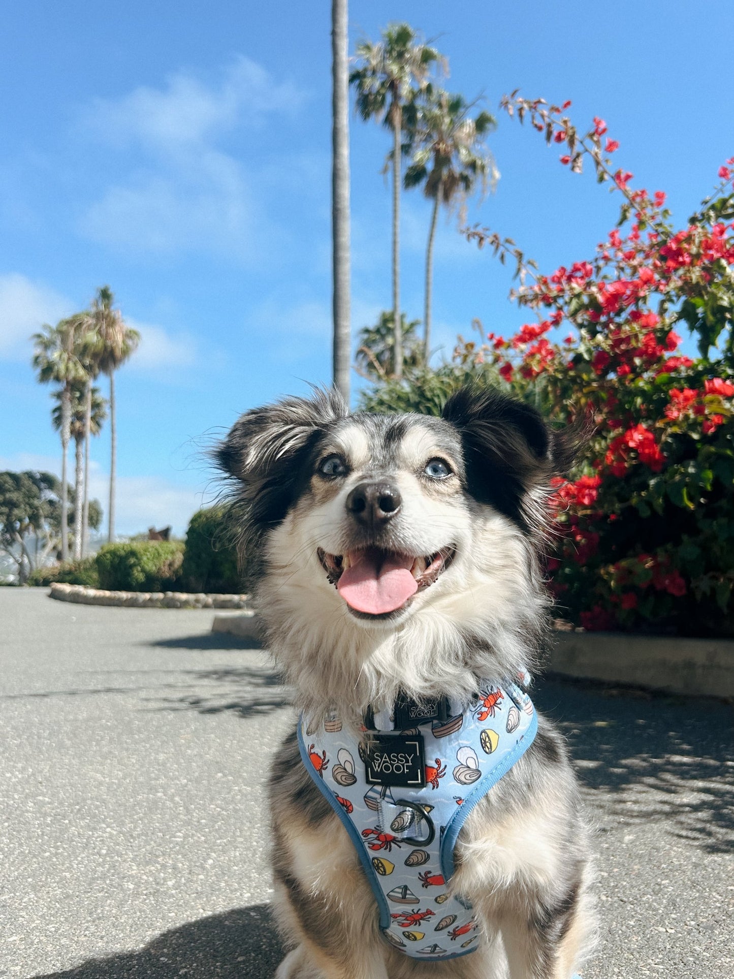 Dog Two Piece Bundle - Coastal Cuties