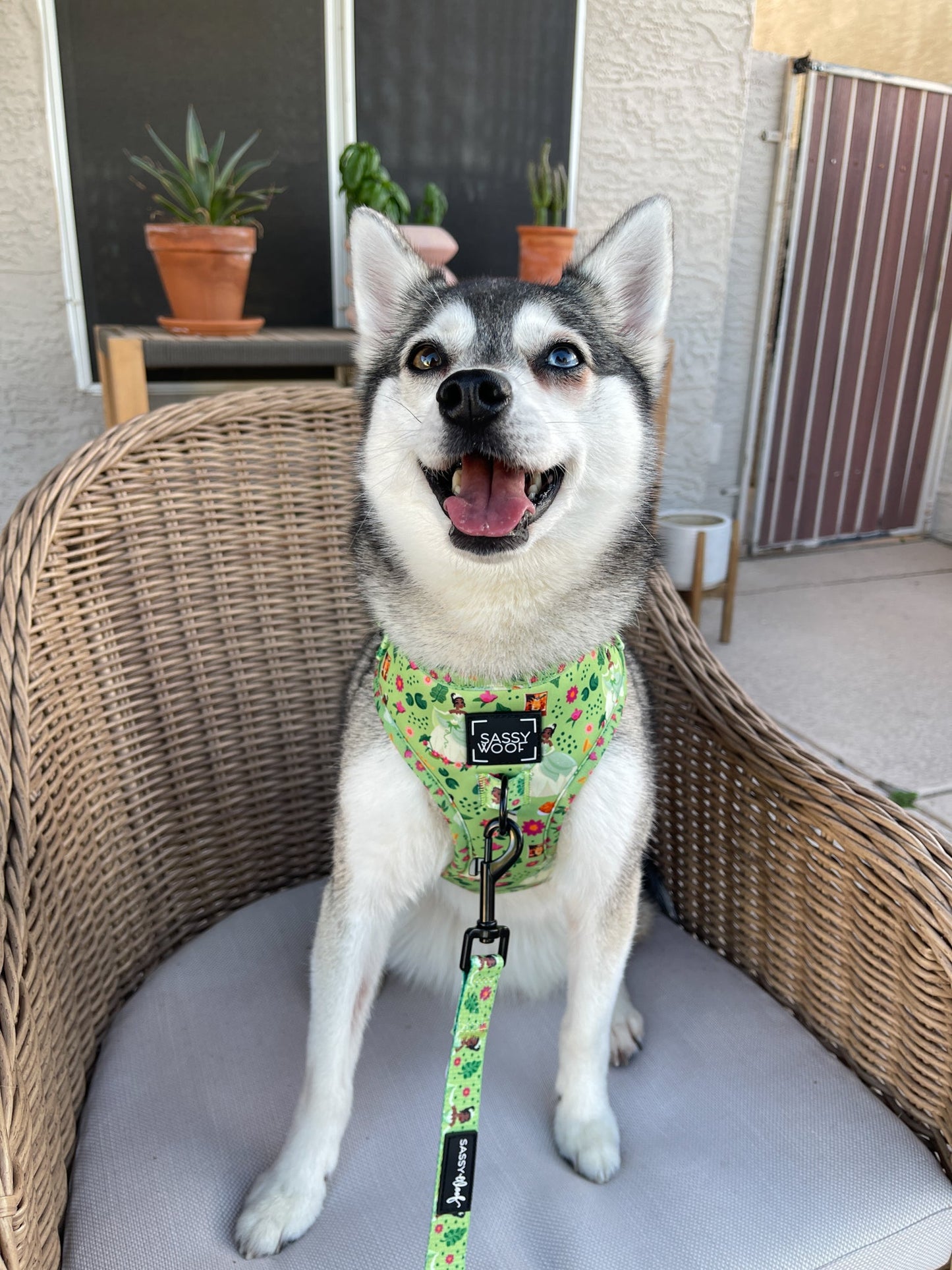 Dog Adjustable Harness - Disney's Tiana