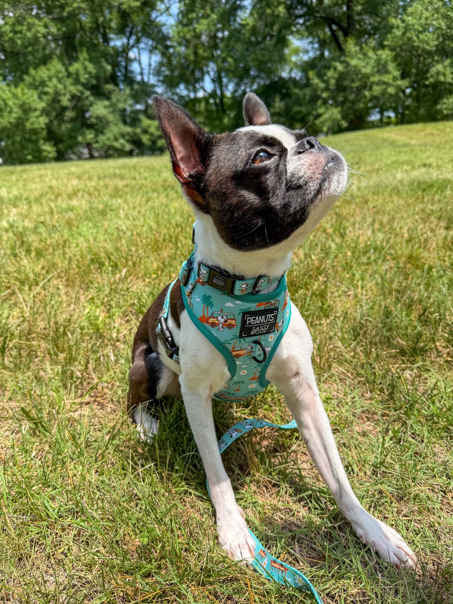 Dog Collar - Peanuts™ Road Tripping
