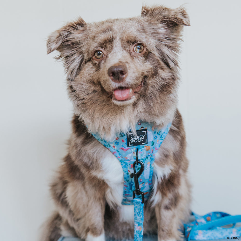 Dog Two Piece Bundle - Disney's Cinderella