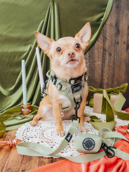 Dog Two Piece Bundle - Matcha