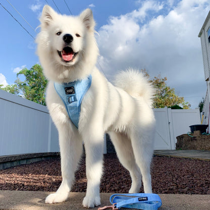Dog Two Piece Bundle - Blumond