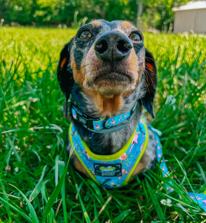 Dog Collar - SpongeBob SquarePants™ Jelly Fishin'