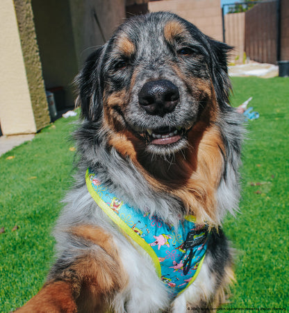 Dog Adjustable Harness - SpongeBob SquarePants™ Jelly Fishin'